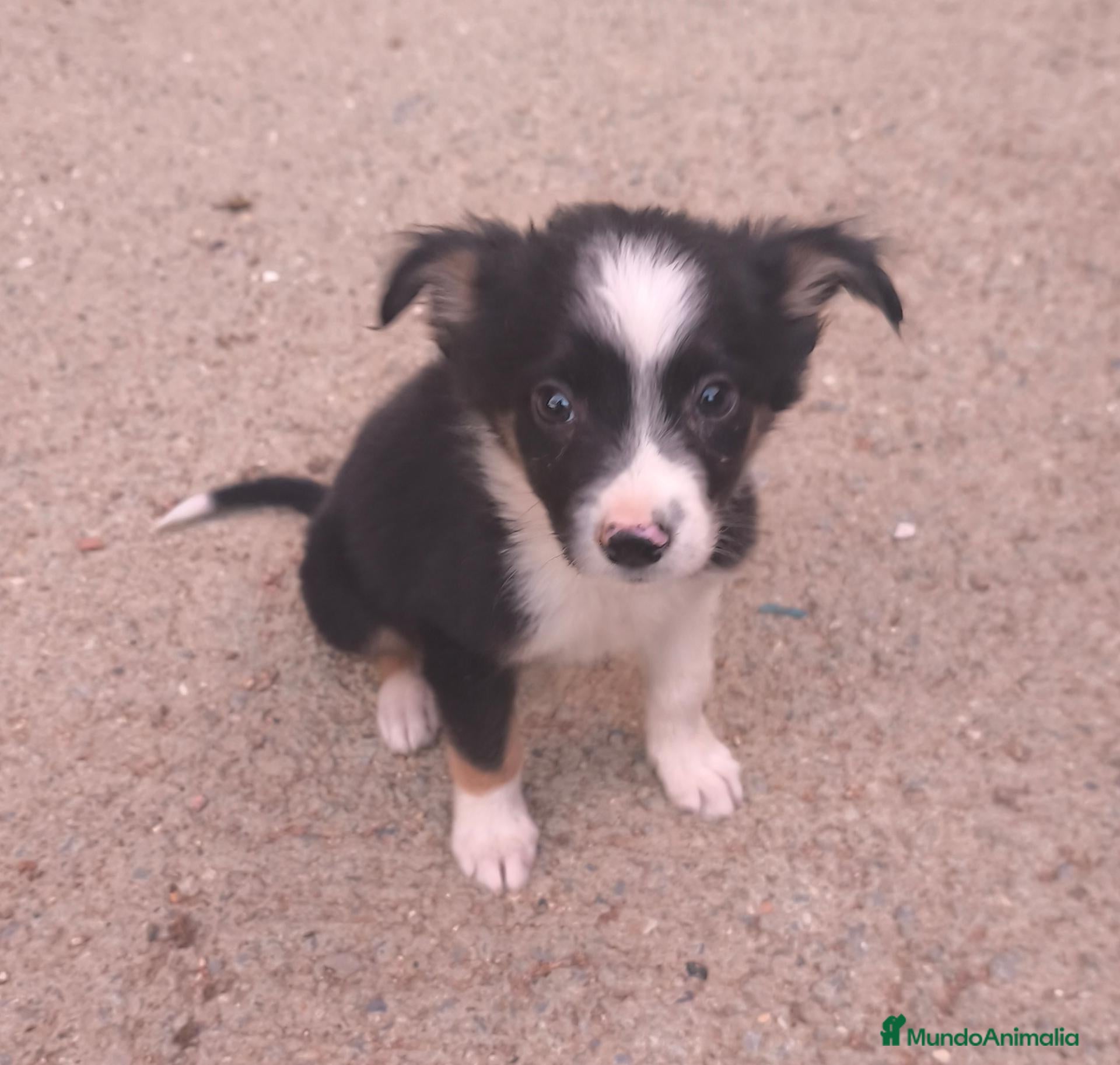 Raza Mixta perros Cachorros cruze border collie! Raza pequeña! - Anuncio 1