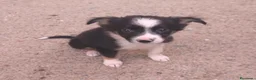 Raza Mixta perros en venta: Cachorros cruze border collie! Raza pequeña! - Anuncio 1