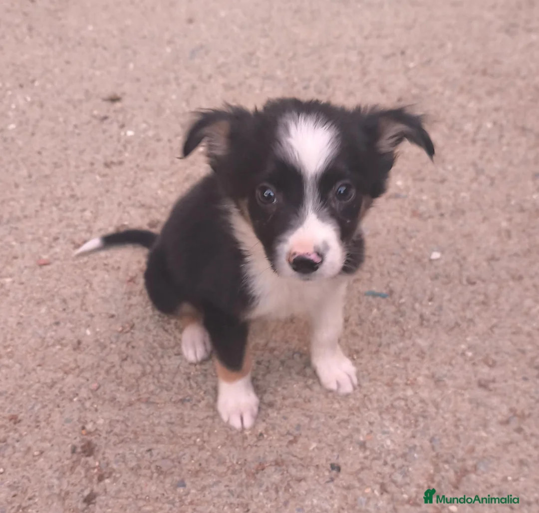Raza Mixta perros en venta: Cachorros cruze border collie! Raza pequeña! - Anuncio 1