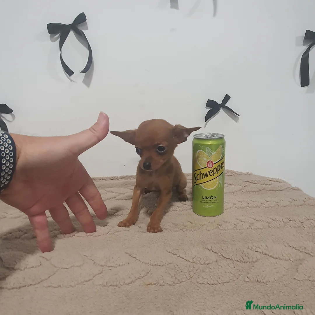 Chihuahua perros en venta: Chihuahua mini - Anuncio 6