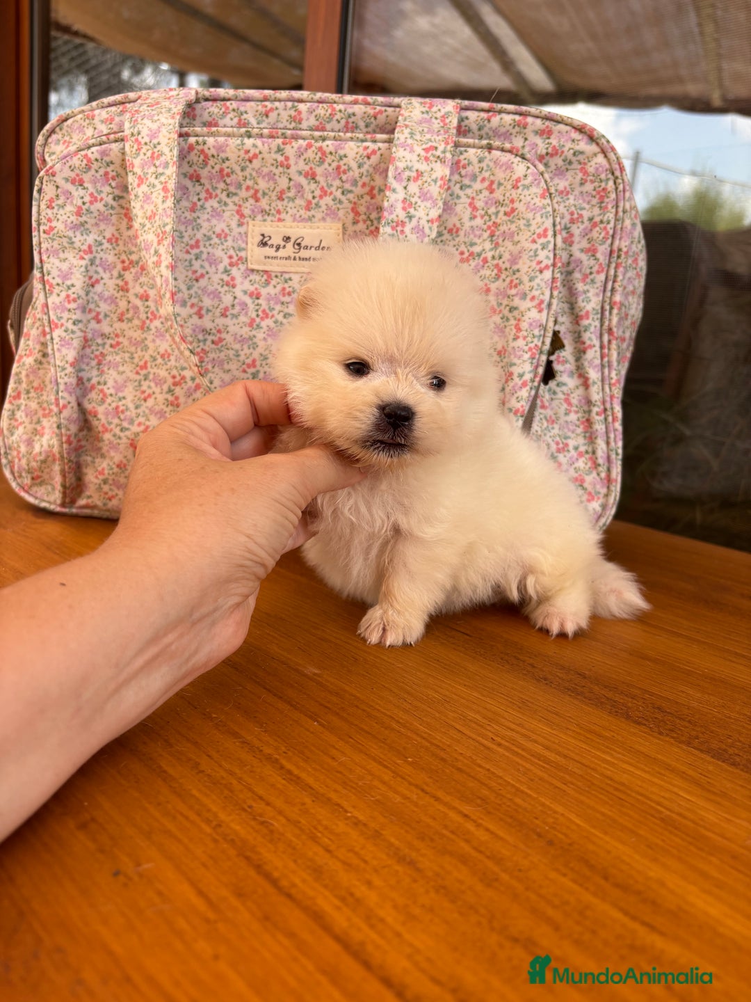 Pomerania perros en venta: Pomerania mini toy macho y hembra  - Imagen 9