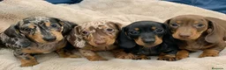 Teckel Miniatura perros en venta: TECKEL MINI, KANNICHEN, ESTANDAR.🌭 - Anuncio 1