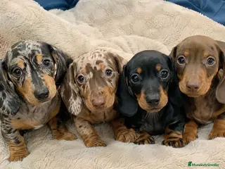 Teckel Miniatura perros TECKEL MINI, KANNICHEN, ESTANDAR.🌭 - Anuncio 2