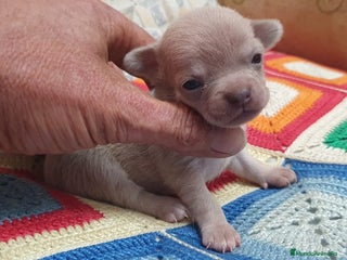 Chihuahua perros - Anuncio 17