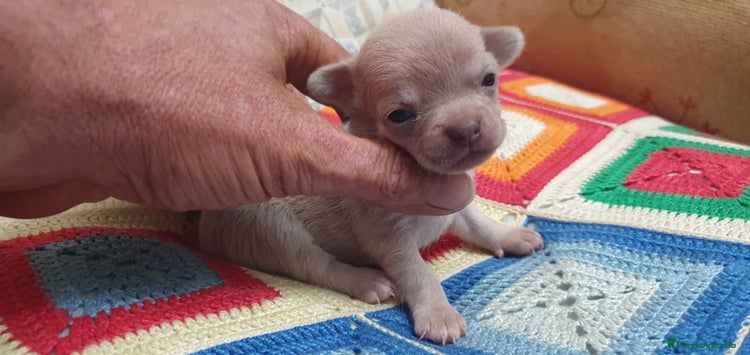 Chihuahua perros - Anuncio 14