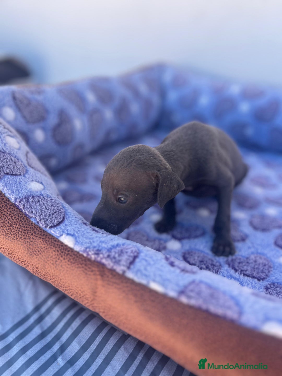 Whippet perros en venta: Whippet blue  - Imagen 36