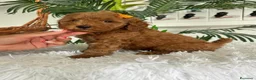 Caniche Toy perros en venta: CANCIHE ROJO - Anuncio 35
