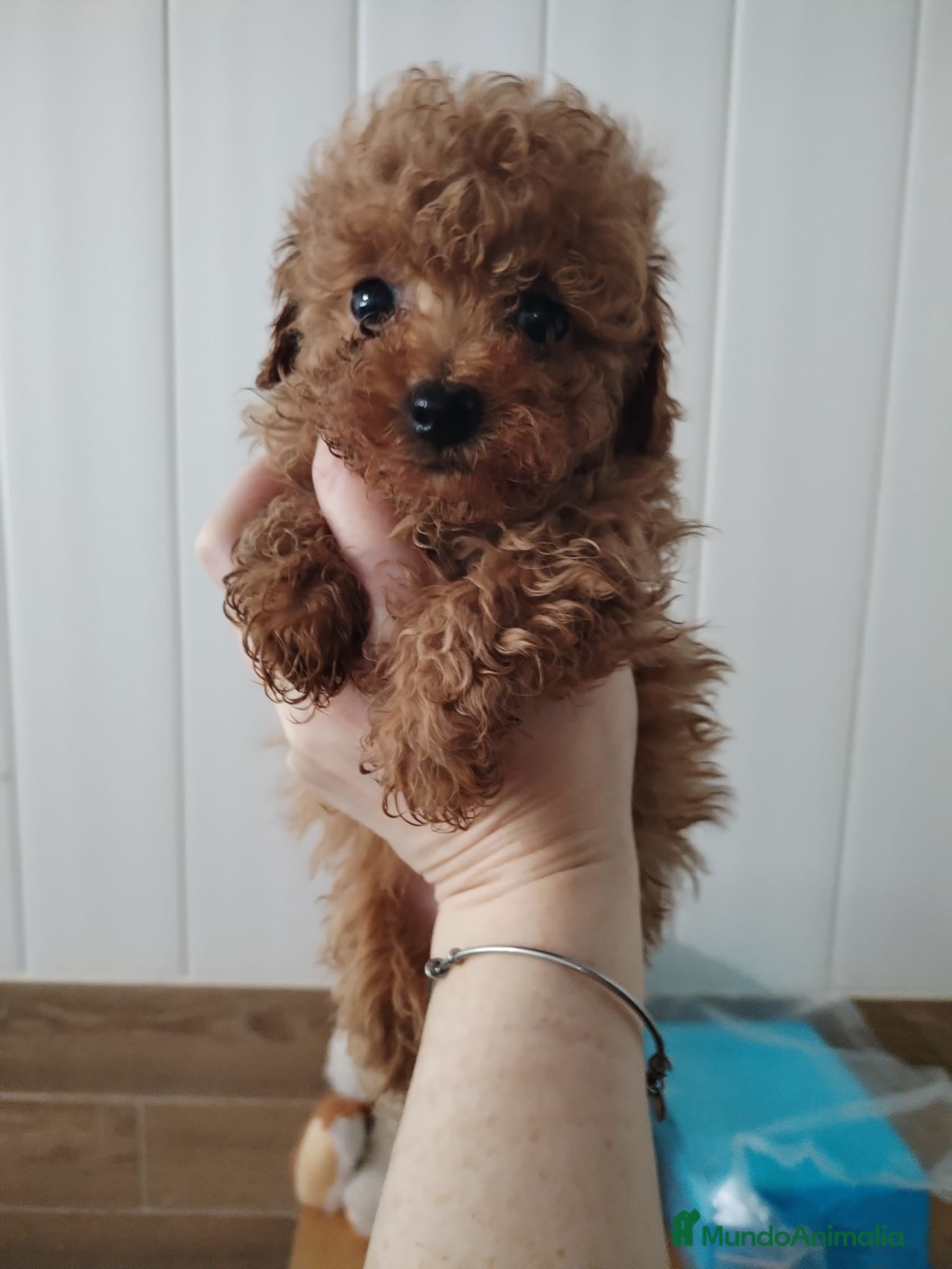 Caniche Mediano perros en venta: Caniche hembra - Anuncio 5
