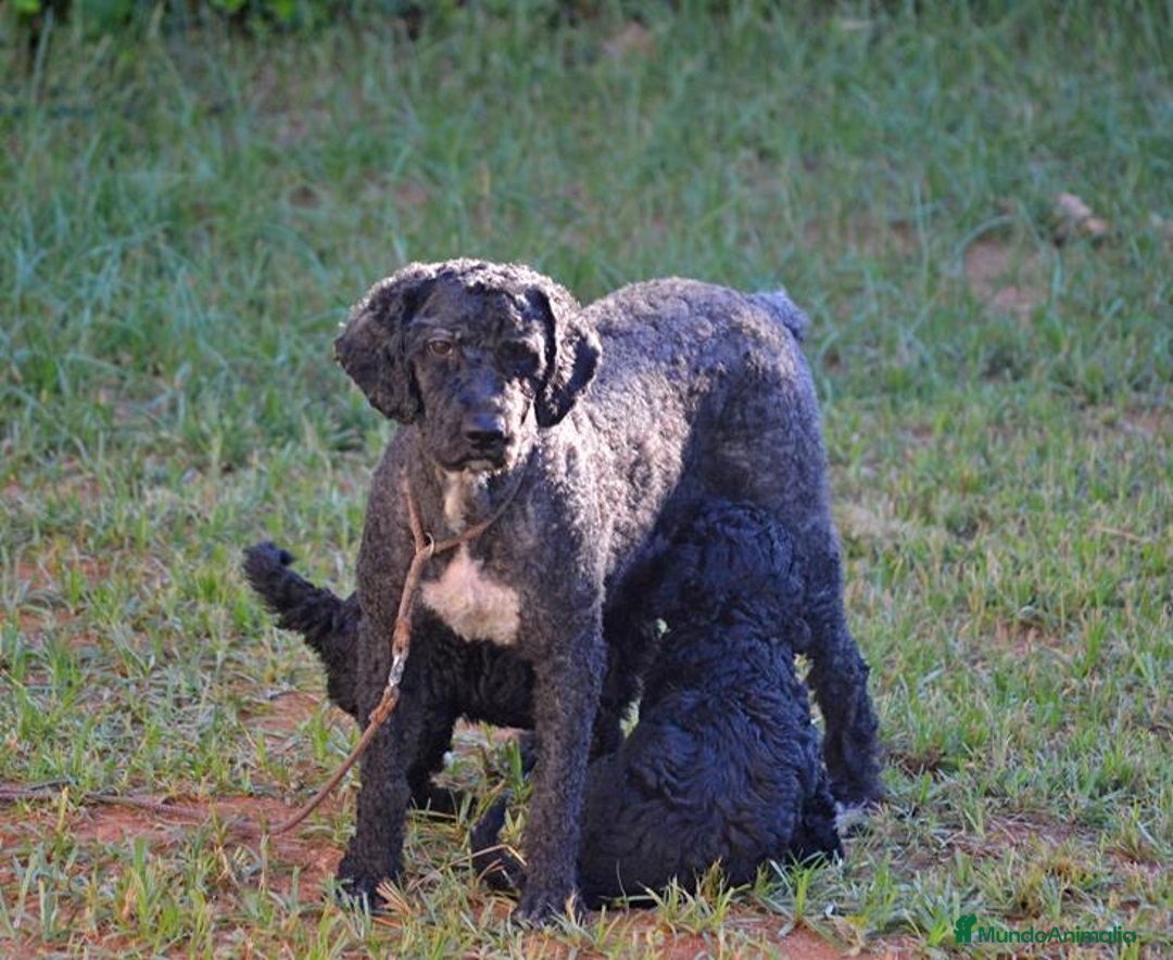 Perro de Agua Español perros en venta: Cachorro macho de perro de agua español - Imagen 5
