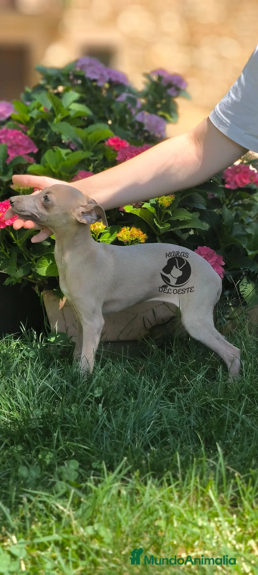 Pequeño Lebrel Italiano perros en venta: Último hembra piccolo - Anuncio 5