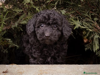 Caniche Toy perros - Anuncio 31