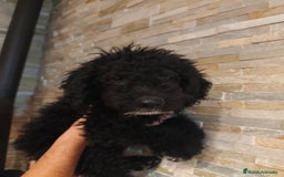Perro de Agua Español perros en venta: Ultimo macho de la camada - Imagen 2