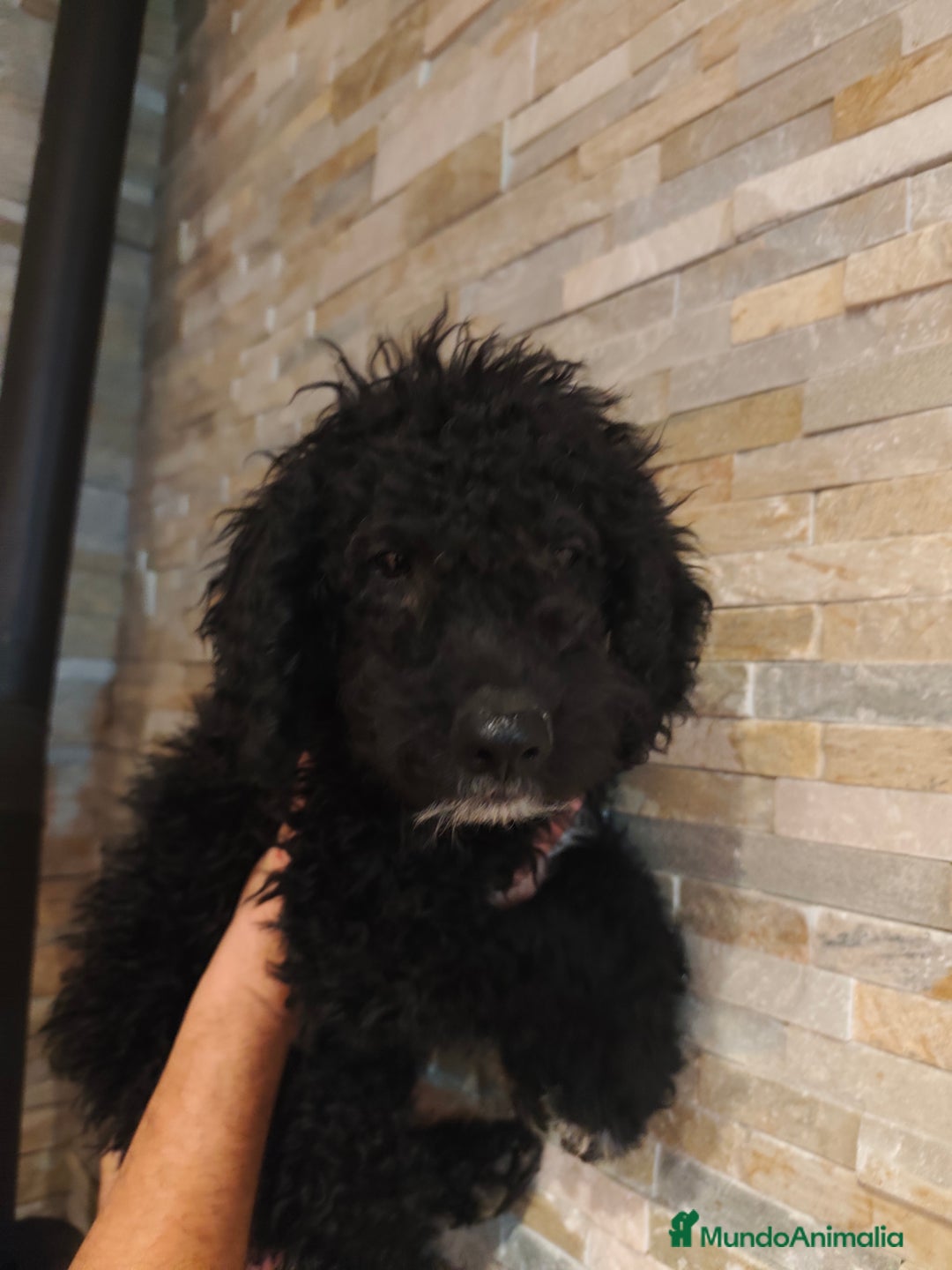 Perro de Agua Español perros en venta: Ultimo macho de la camada - Imagen 2