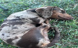 Teckel perros en venta: Excelente camada de Teckel negro y fuego. - Imagen 5