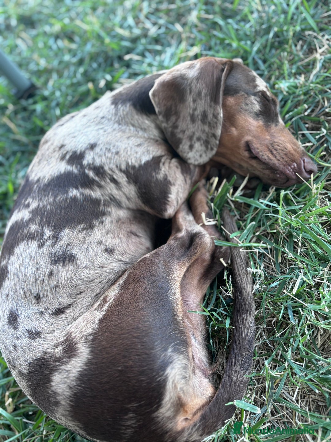 Teckel perros en venta: Excelente camada de Teckel negro y fuego. - Imagen 5