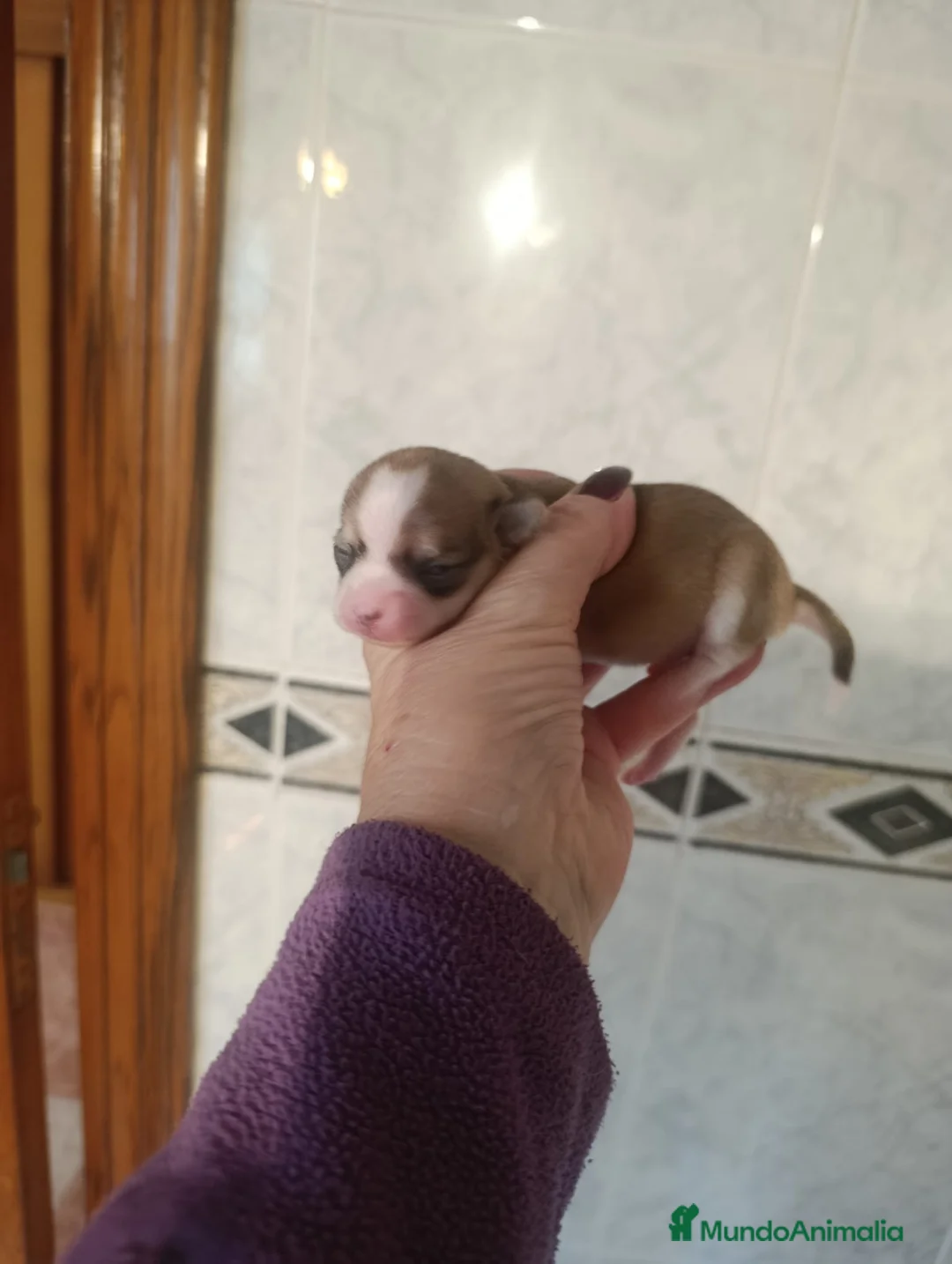 Chihuahua perros en venta: CHIHUAHUAS EXCLUSIVOS - Anuncio 2