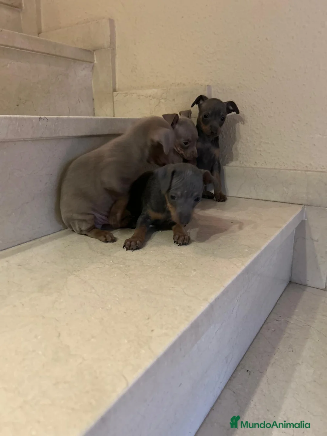 Pinscher Miniatura perros en venta: Mini pincher blue máxima calidad - Anuncio 2