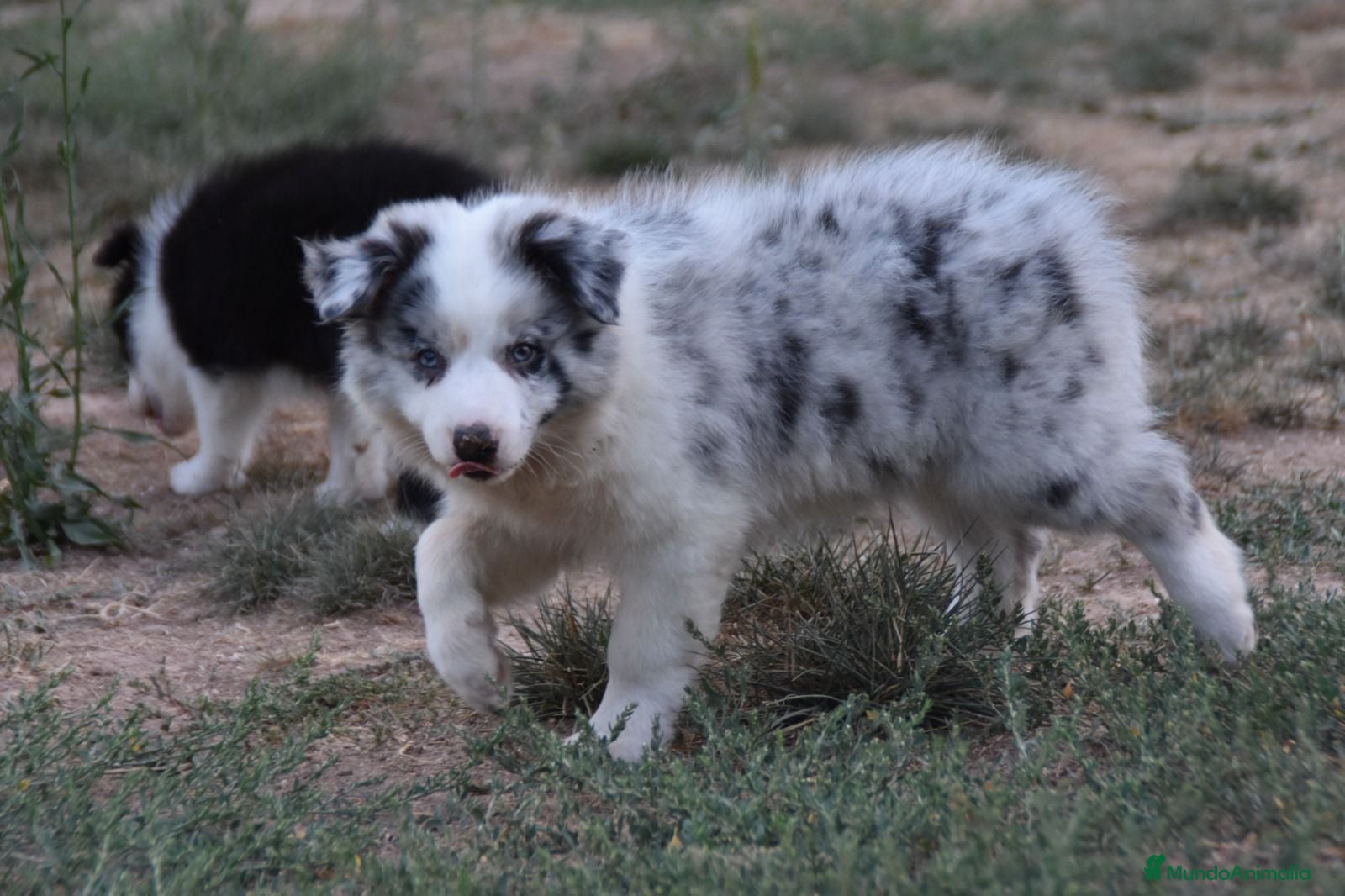Border Collie perros Cachorros de Border Collie disponibles - Anuncio 1