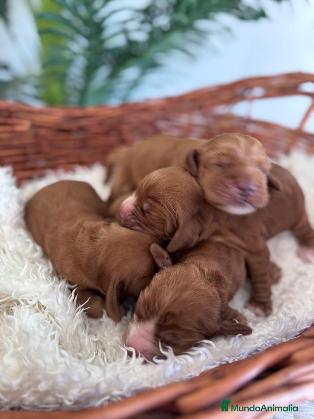 Cocker Spaniel Inglés perros en venta: COCKER SPANIEL INGLÉS - Imagen 6