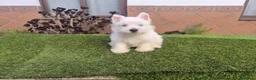 West Highland White Terrier perros en venta: Westy - Anuncio 2