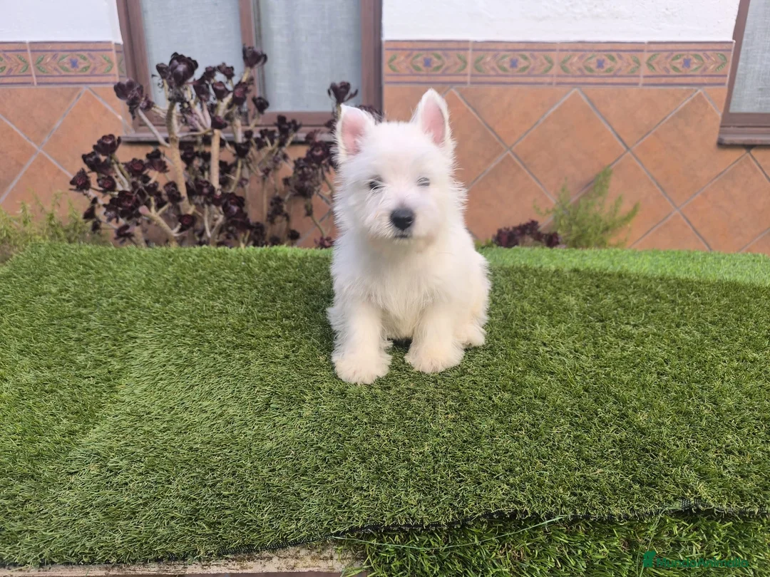 West Highland White Terrier perros en venta: Westy - Anuncio 2