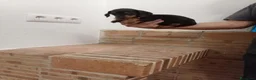Teckel Miniatura perros en venta: Teckel  miniatura - Anuncio 2