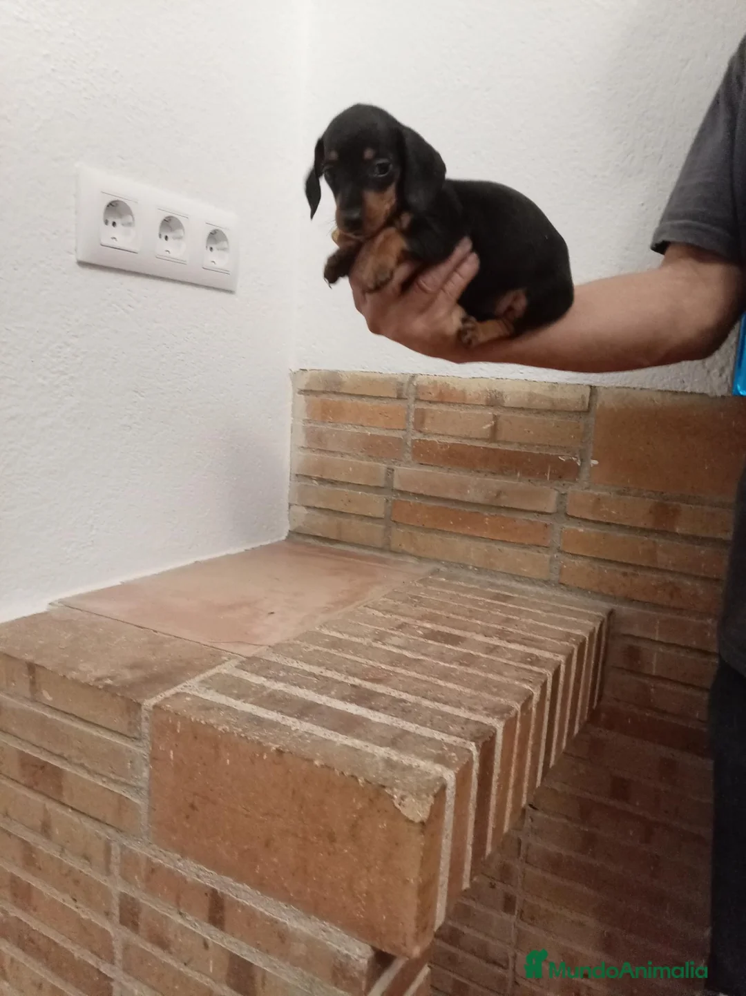 Teckel Miniatura perros en venta: Teckel  miniatura - Anuncio 2