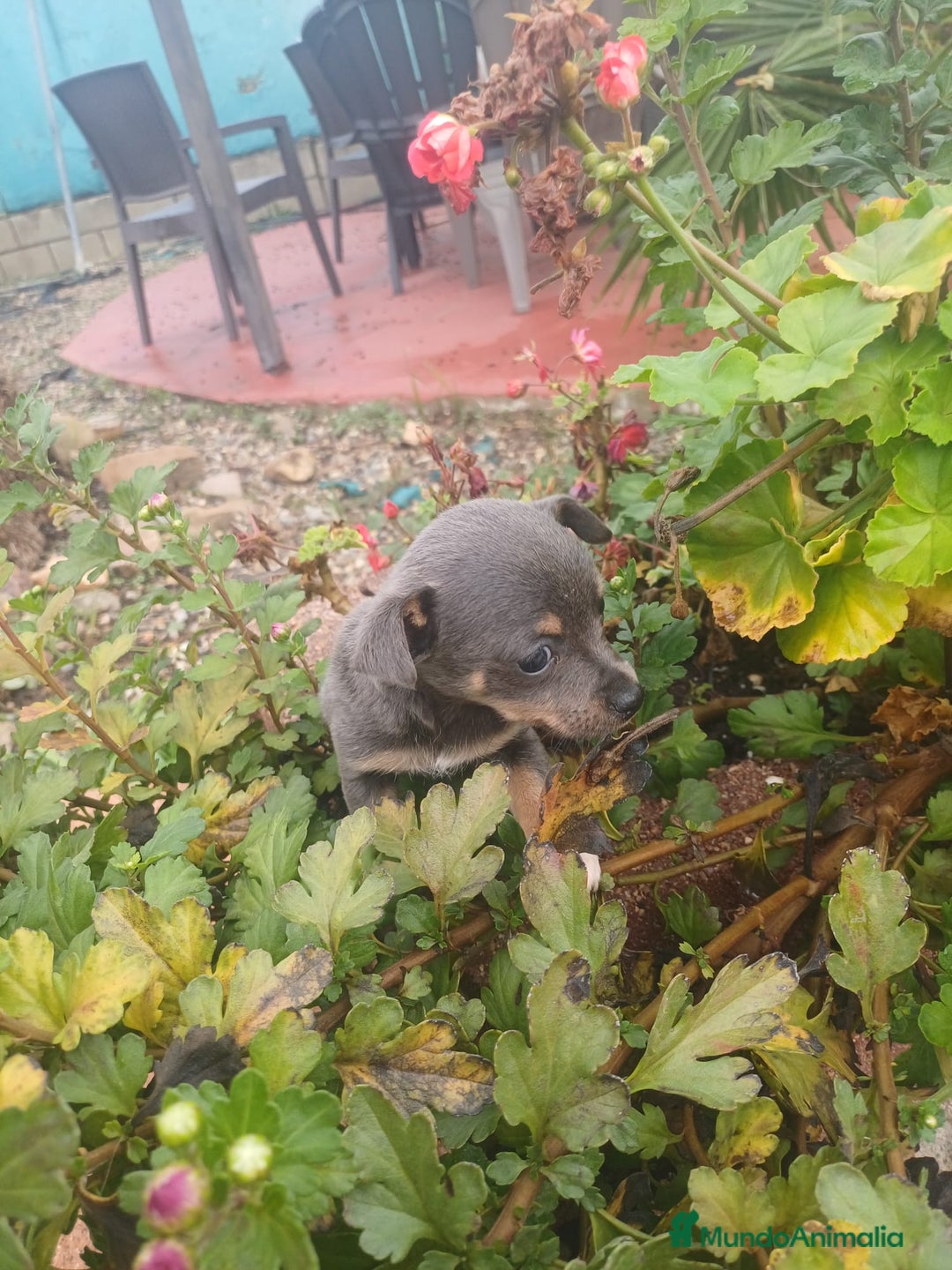 Chihuahua perros en venta: Hembra chihuahua blue  - Anuncio 3