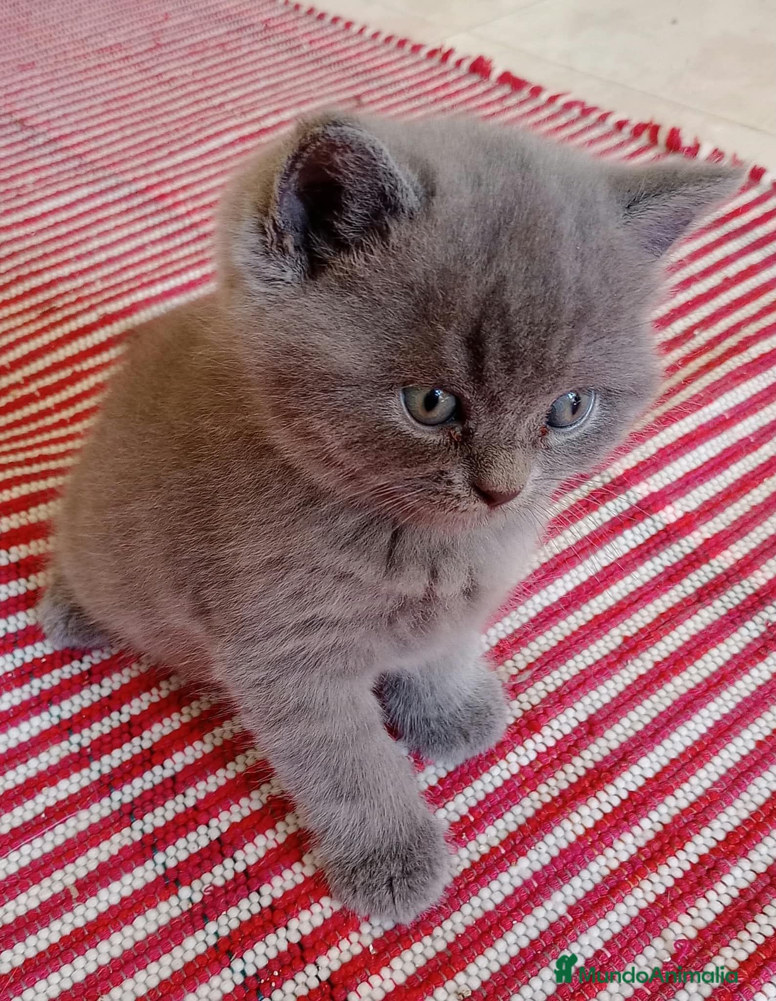 Británico de Pelo Corto Azul gatos Preciosos gatitos blues y tortugas - Anuncio 1
