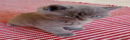 Británico de Pelo Corto Azul gatos en venta: Preciosos gatitos blues y tortugas - Anuncio 6