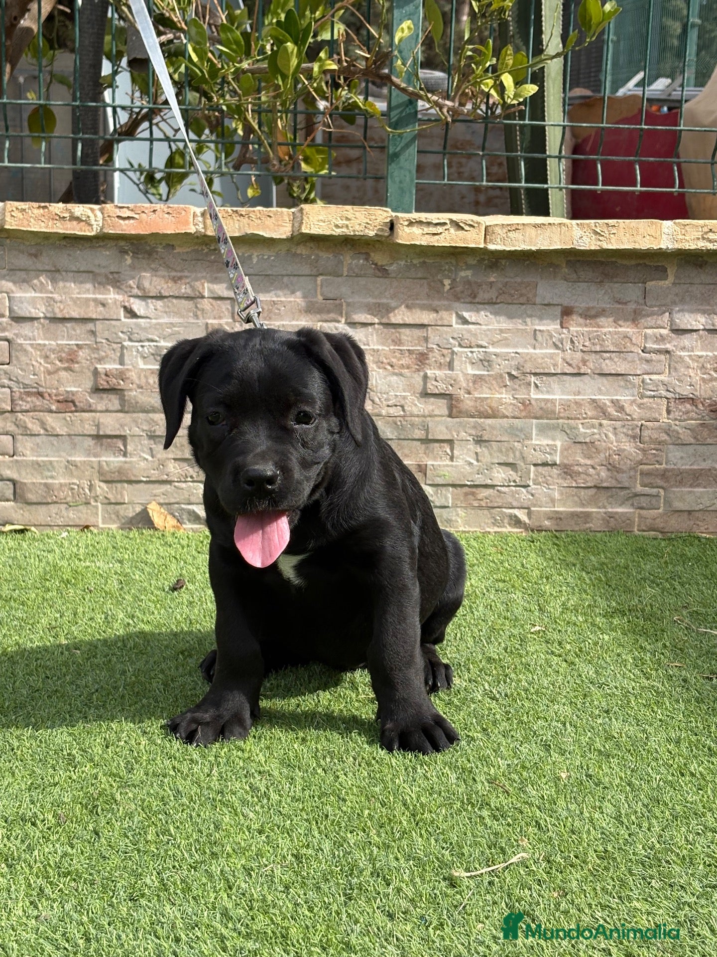 Cane Corso perros en venta: Cachorra cane corso  - Anuncio 1