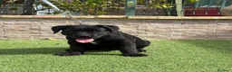 Cane Corso perros en venta: Cachorra cane corso  - Anuncio 1