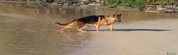Pastor Alemán perros en venta: Cachorros de pastor alemán  - Anuncio 2