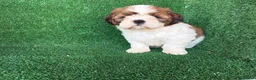Shih Tzu perros en venta: shih tzu - Anuncio 4