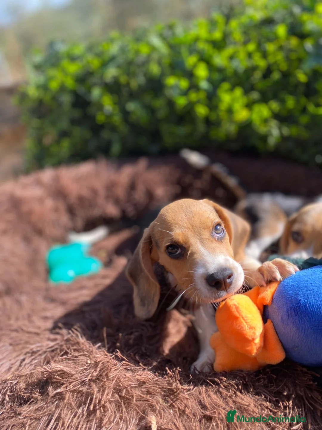 Beagle perros en venta: Cachorros Beagle disponibles para visitas 🏡🐶 - Anuncio 1