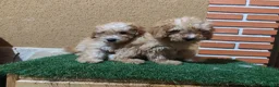 Caniche Toy perros en venta: CANICHE TOY 🧡🧡🧡🧡 en Alicante - Anuncio 10