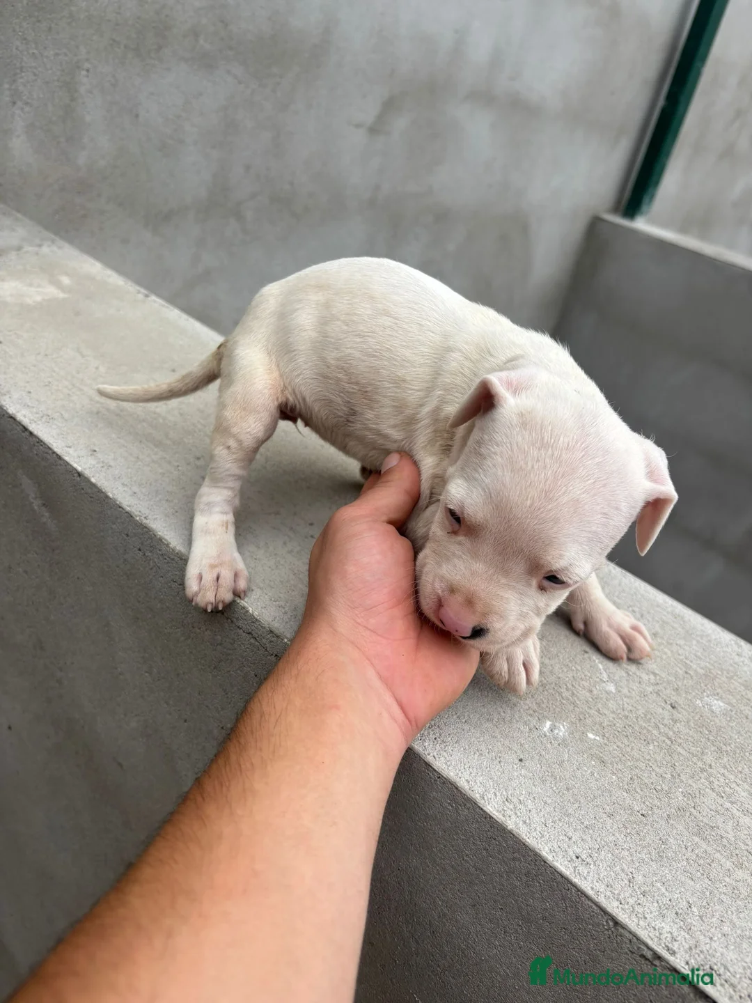 Dogo Argentino perros en venta: Dogo Argentino  - Anuncio 2