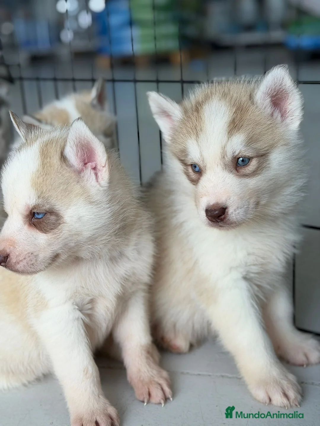 Husky Siberiano perros en venta: HUSKYS - Anuncio 3