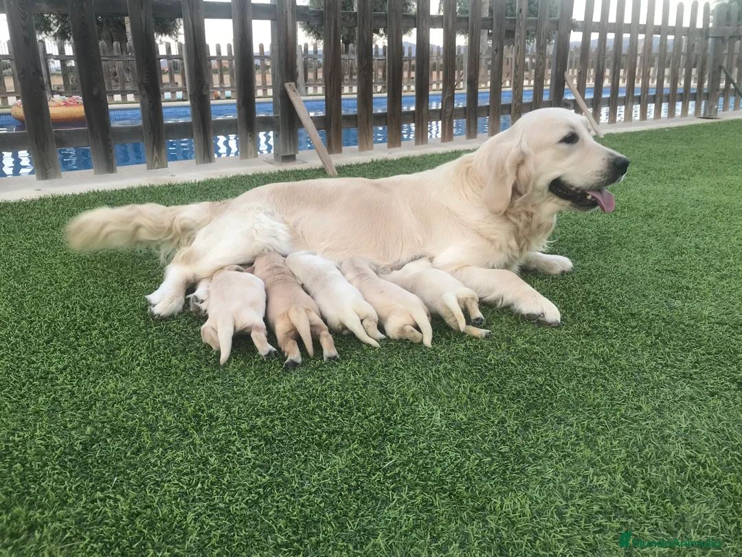 Golden Retriever perros en venta: Cachorros Golden retriever con pedigree  - Anuncio 10