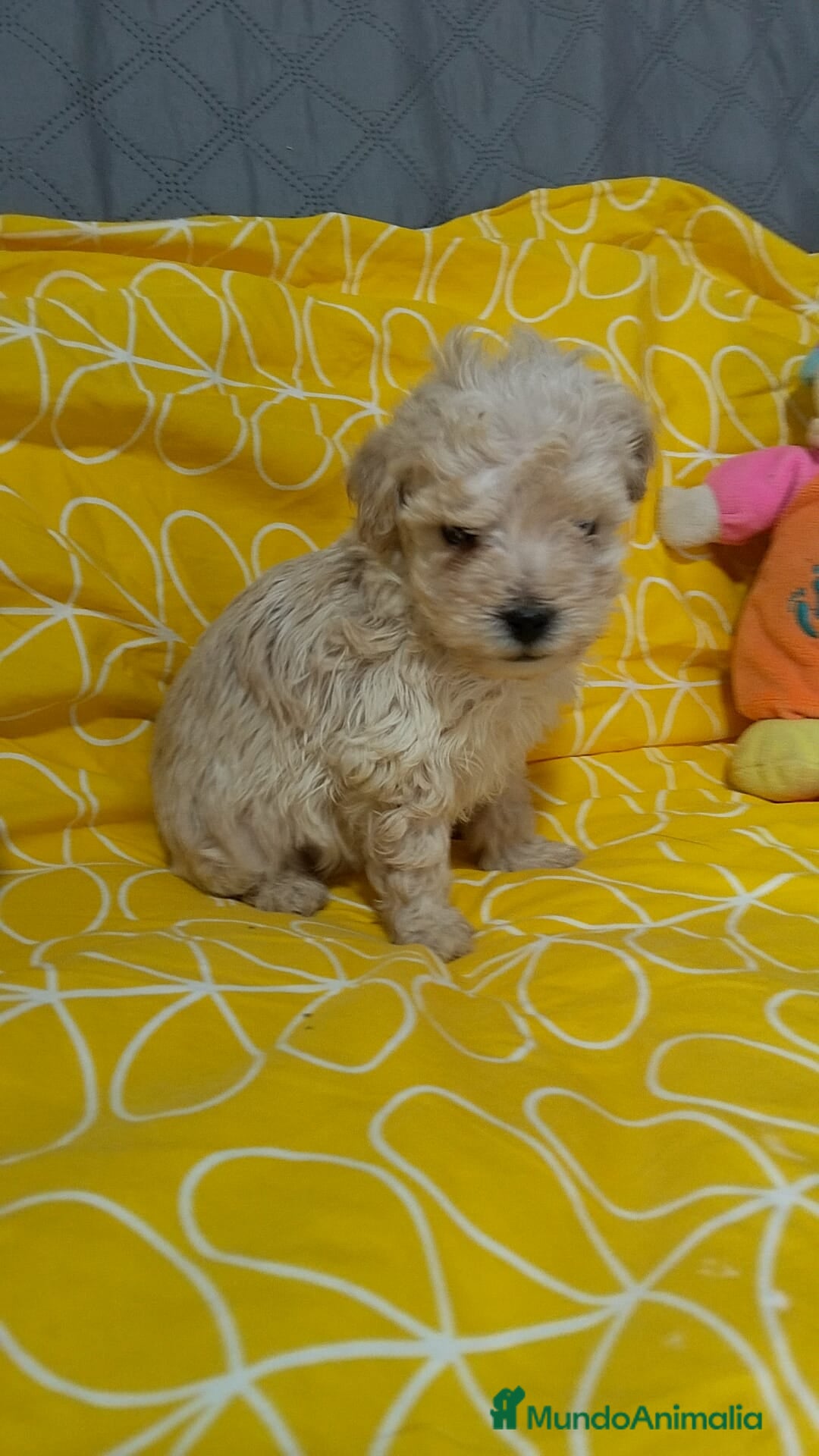 Maltipoo perros en venta: Maltipoo  - Anuncio 2