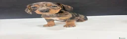 Teckel Miniatura perros en venta: Teckel Miniatura - Anuncio 13