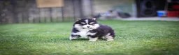 Pomsky perros en venta: Pomsky toy F3 - Anuncio 8