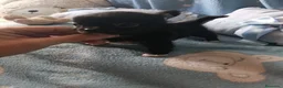 Chihuahua perros en venta: Chihuahua macho toy  - Anuncio 1