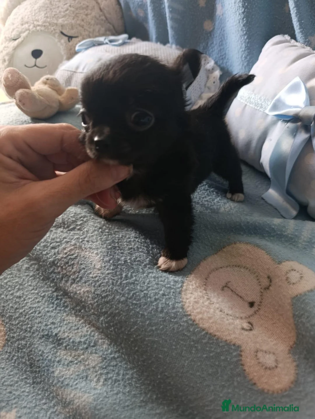 Chihuahua perros en venta: Chihuahua macho toy  - Anuncio 1