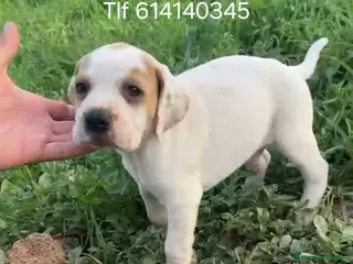 Pointer perros Pointer impresionantes - Anuncio 1