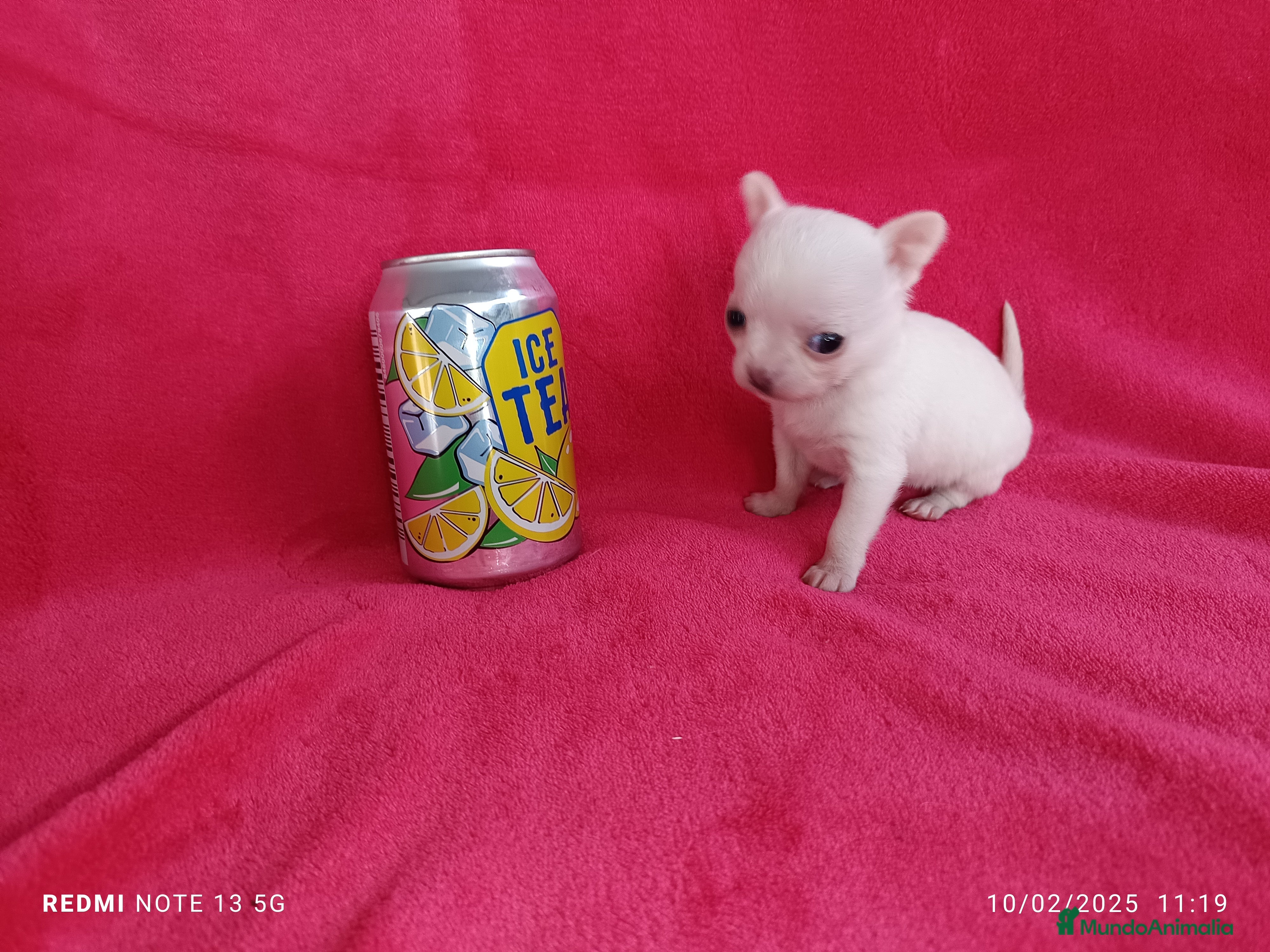 Chihuahua perros Chihuahua blanca de bolsillo en Badajoz - Anuncio 2