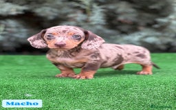 Teckel Miniatura perros en venta: Teckel miniatira - Imagen 8