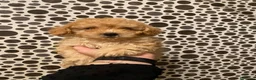 Caniche Toy perros en venta: Precioso caniche toy en Madrid - Anuncio 3