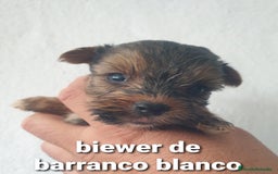 Biewer Yorkshire Terrier a la Pom Pon perros en venta: Biewer y golden con pedigree - Imagen 4