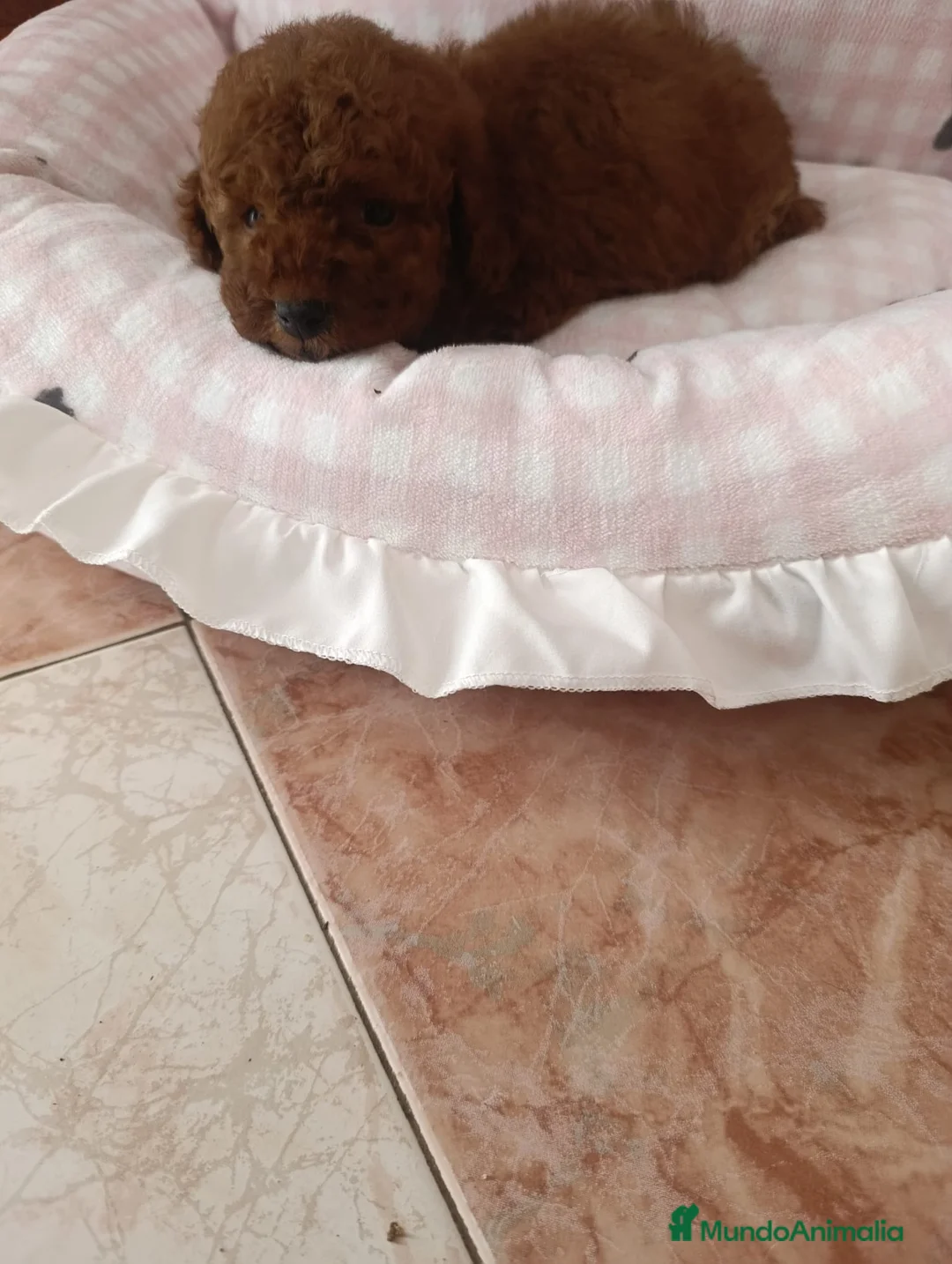 Caniche Toy perros en venta: CANICHE MACHO ROJO EXCLUSIVO  - Anuncio 5